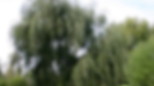 White Willow For Pain, Osteoarthritis, Inflammation