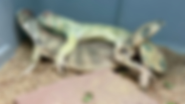 First Uromastyx Mating of 2025