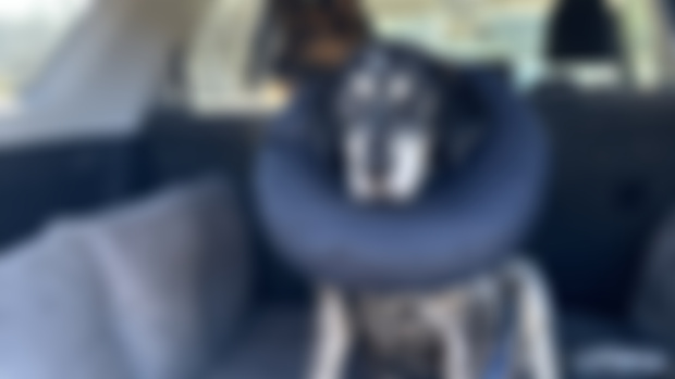 Hank update 