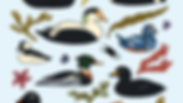 𓅭 Sea Ducks 𓅭
