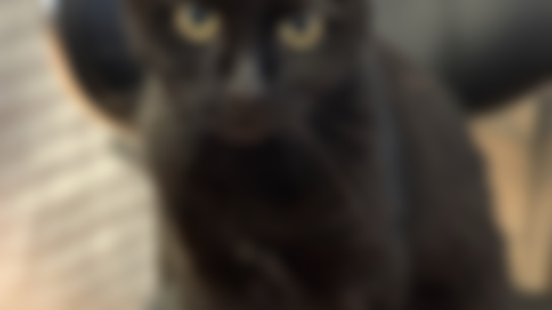 This Is Not My Cat