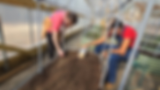 Planting in High Tunnel