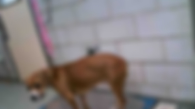 OG Shelter Intake 