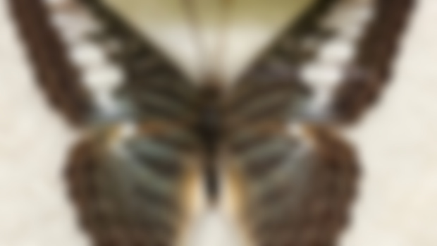 Moths & Butterflies Reference Pack | January + December