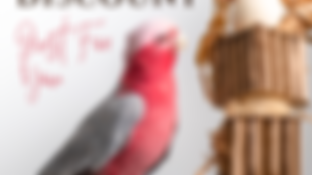 BirdTricks Toys Discount Code! 