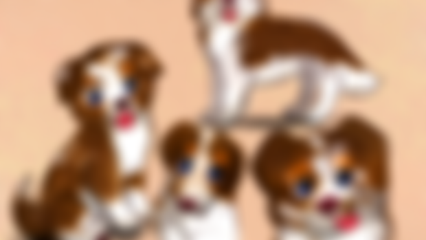February 2025 Doodlestream - Aussie Shepherd Stream