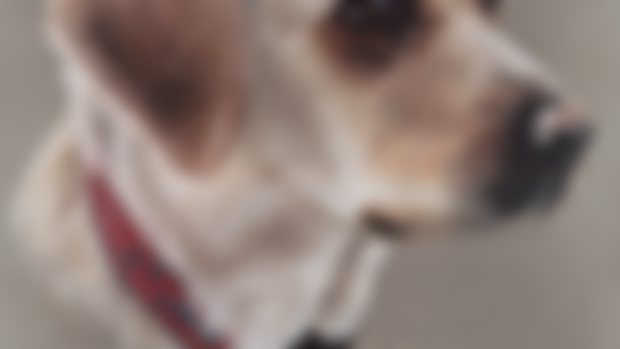 Pet Portraits Top Tip!