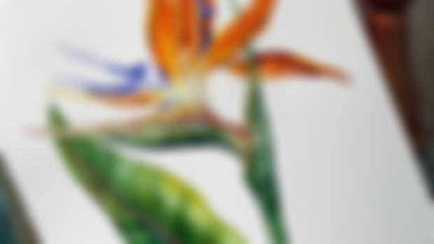 Bird of paradise 🌼
