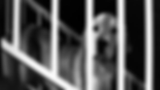 Dogs on Film