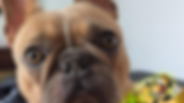 Le Stream 1090 - Est-ce que mon chien peut violer ton chat SVP ???