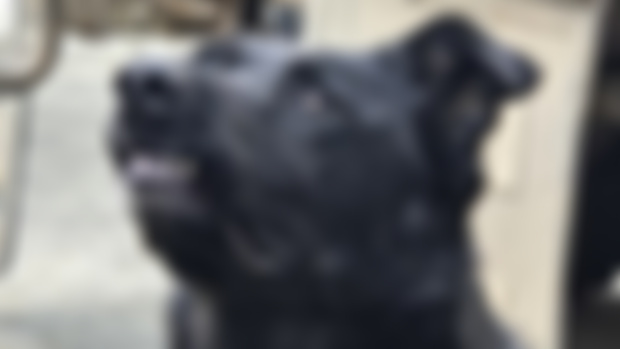 Hey You....Patreons....yea you....that's right, I'm looking at you....any of you have a stick by chance??!
