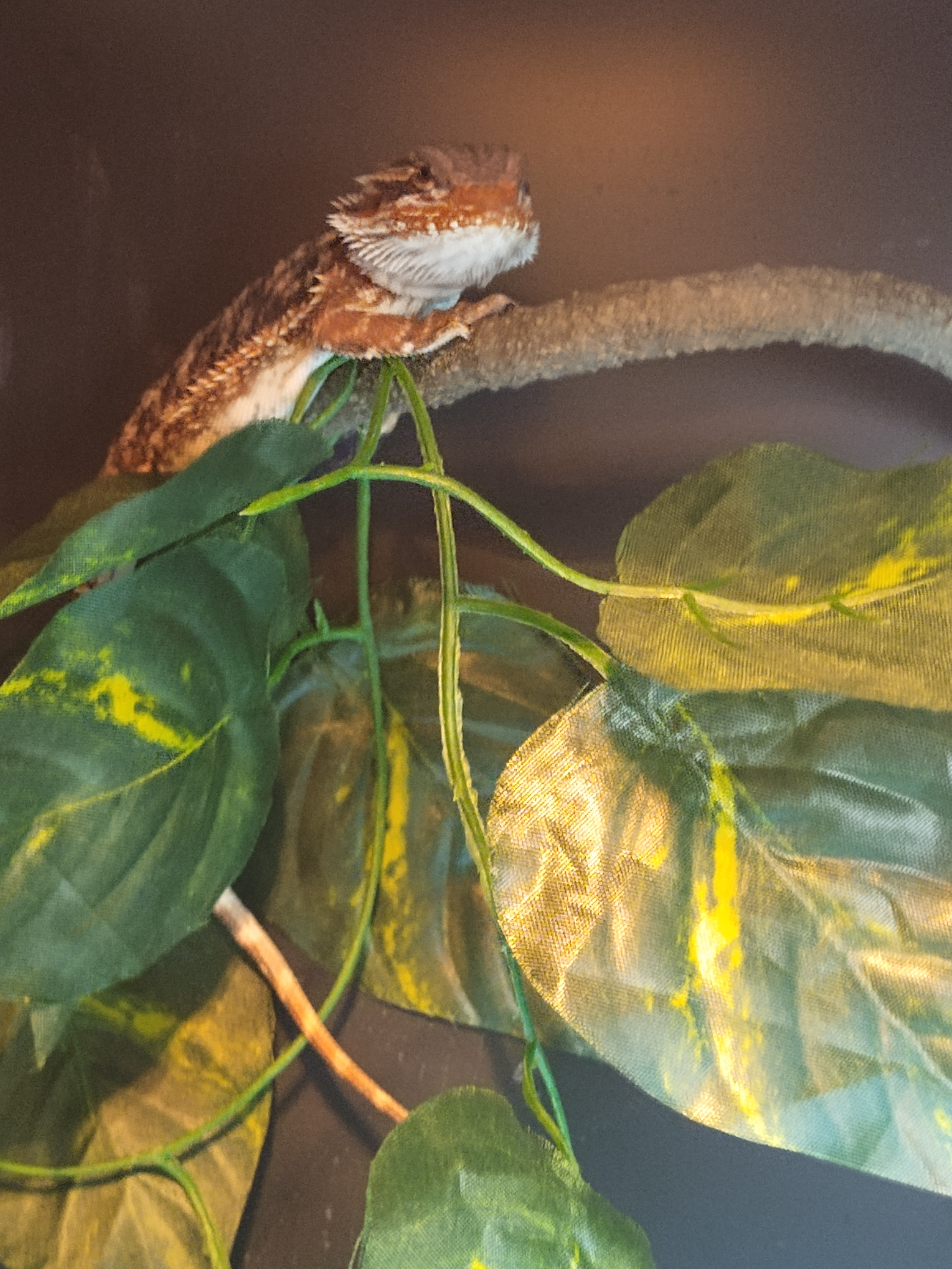 Bearded Dragon