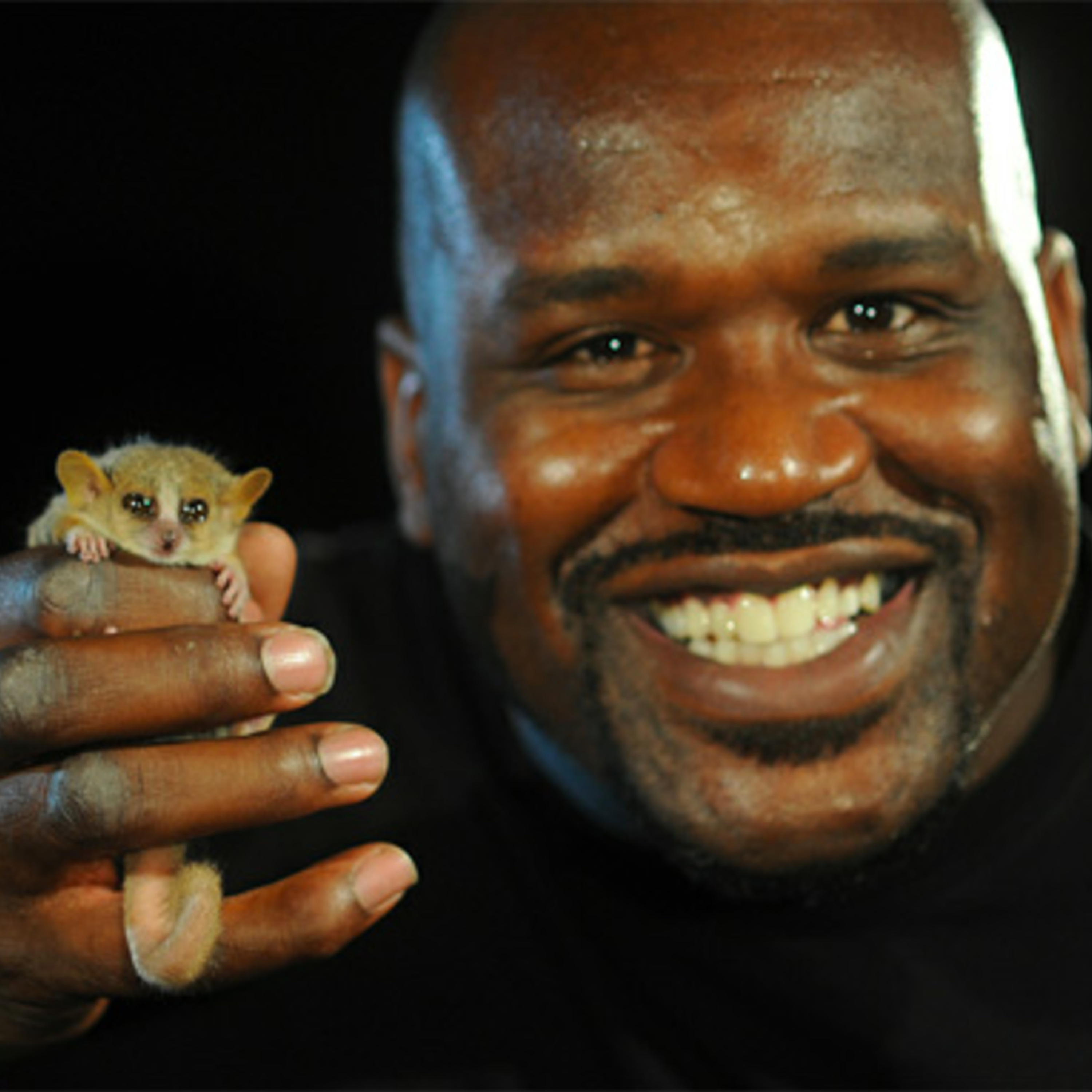 Abject Suffering 6: Shaq-Fu