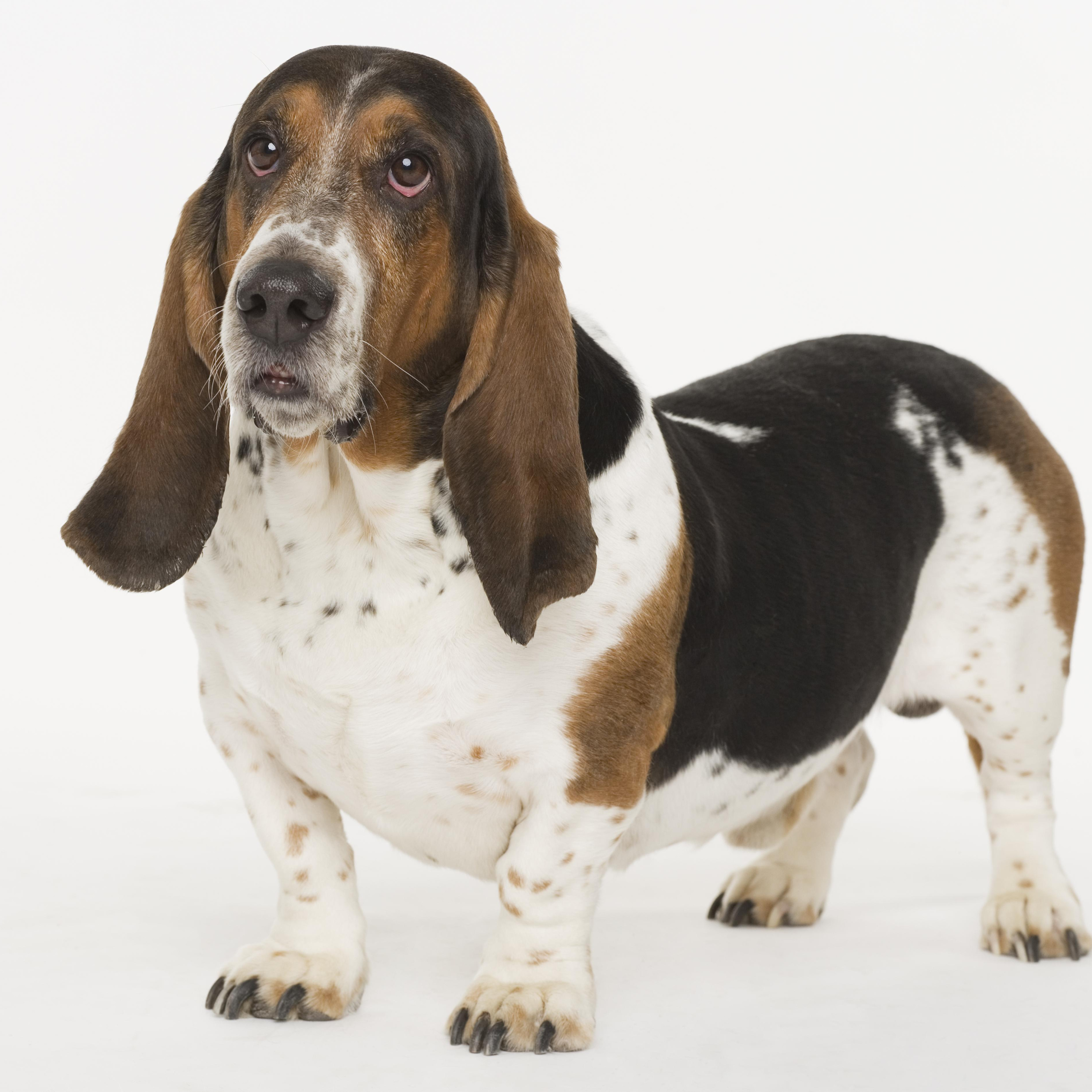 The Burnt Toast Podcast