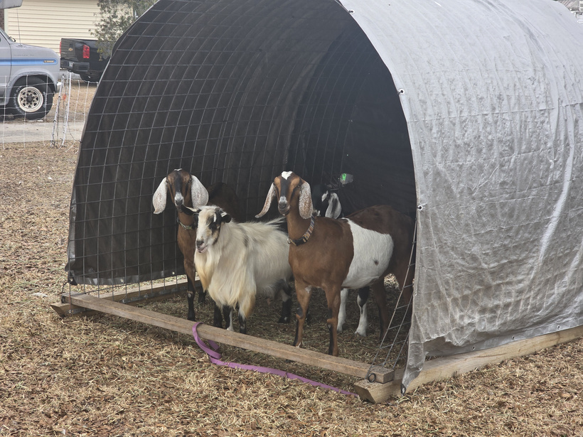 Four goats standing in a shelter. 