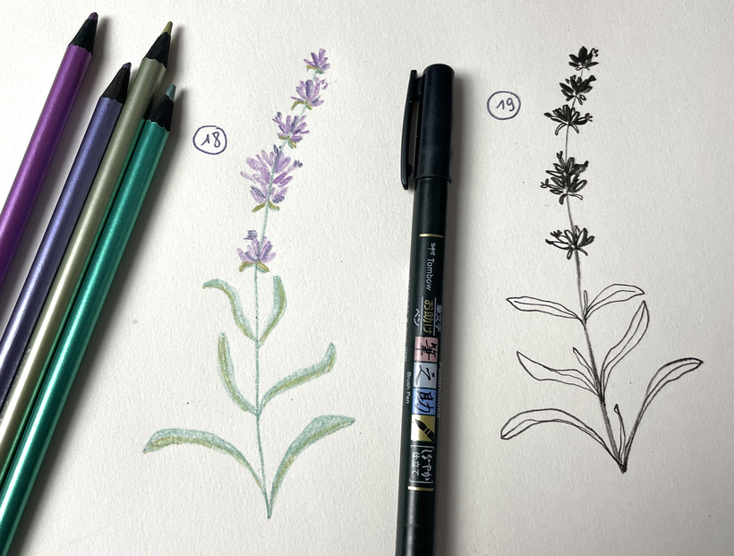 2026-03 - Lavande - On expérimente 3.jpg