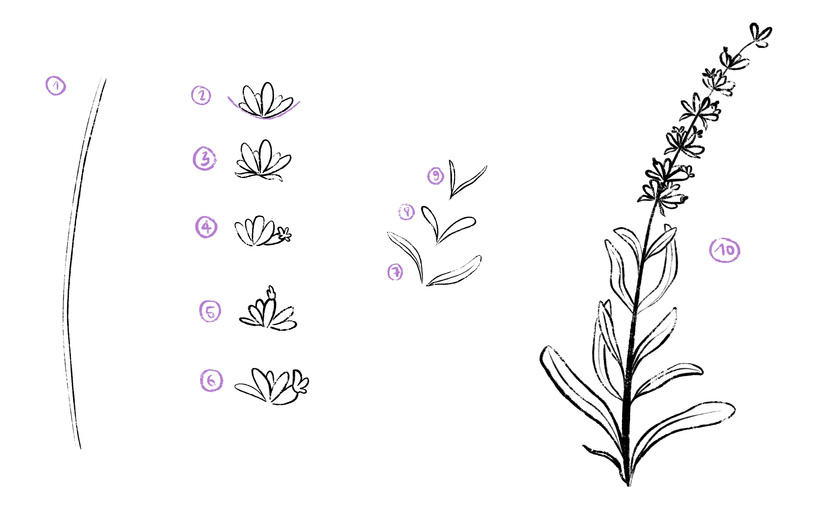 2026-03 - Lavande - Explications 1.JPG