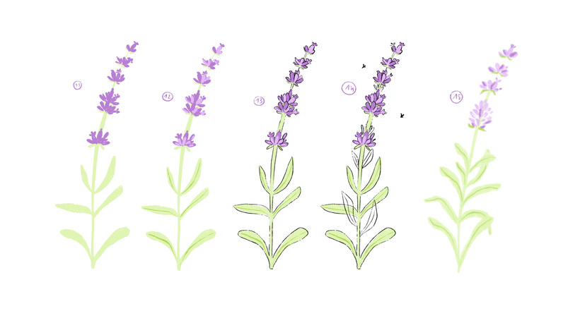 2026-03 - Lavande - On expérimente 1.JPG