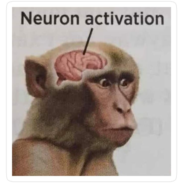 A monkey looking shocked with his brain visible in the image and a sign pointing to the brain saying "Neuron activation"