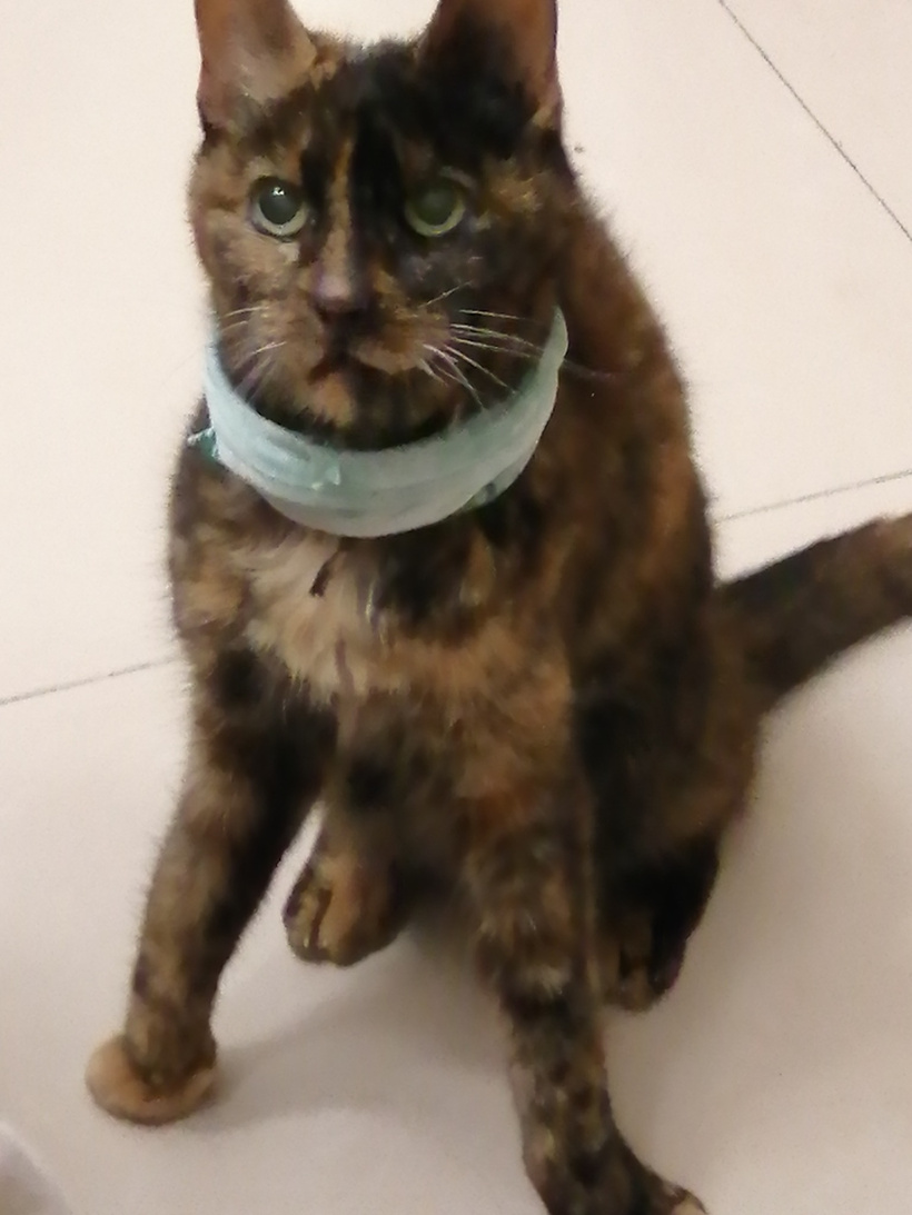 My old cat looking up plaintively with a tiny scarf wrapped around her neck