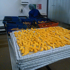 Mango Dryers and Fruit Dryers For Better Food Processing 