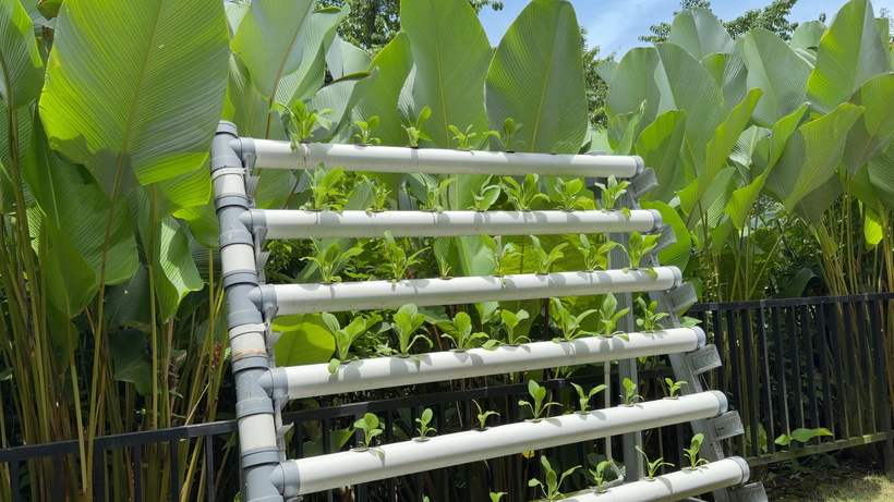 Tiered white pipes holding young leafy plants in front of large tropical leaves at the Hydro Haven.