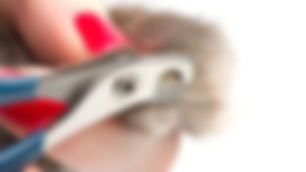 How I Clip Rabbit Nails LIVESTREAM