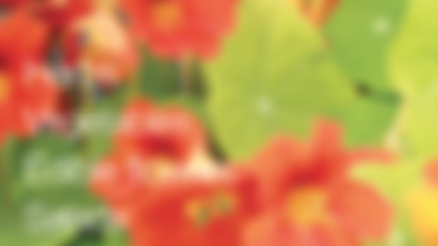 Guide to the best crops for containers