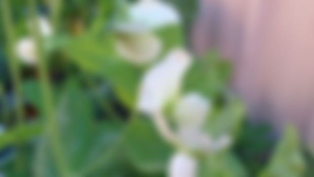 Snow Peas in Full Bloom!