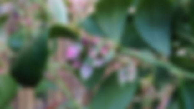 Blueberries Flowering in Winter!