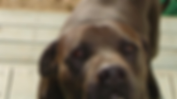 Smooch the Pooch