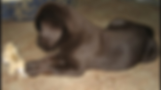 Annie, Chocolate Lab