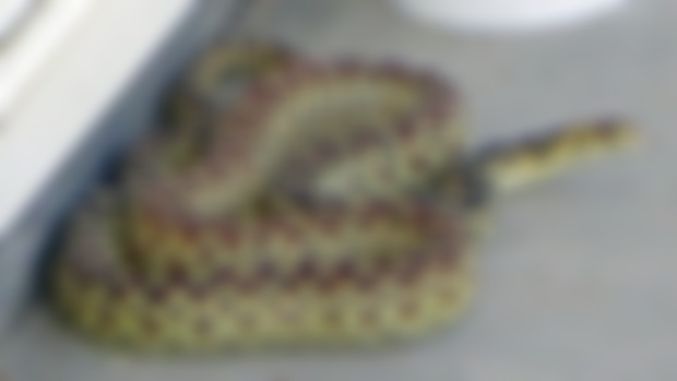 Wild Snakes