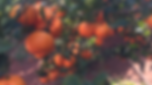 Mandarins 
