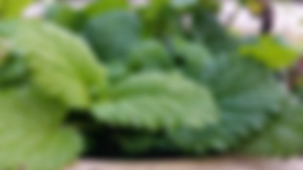 Lemon Balm