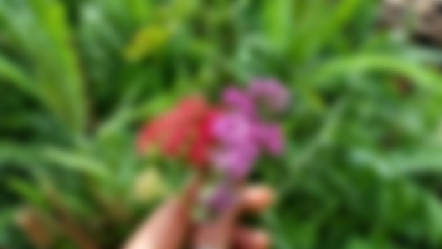Yarrow