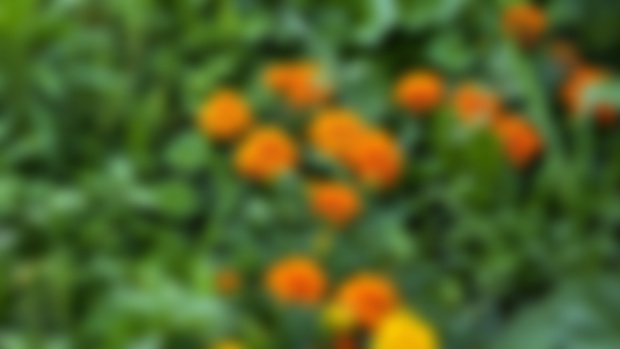 Keep bugs off of your plants naturally 