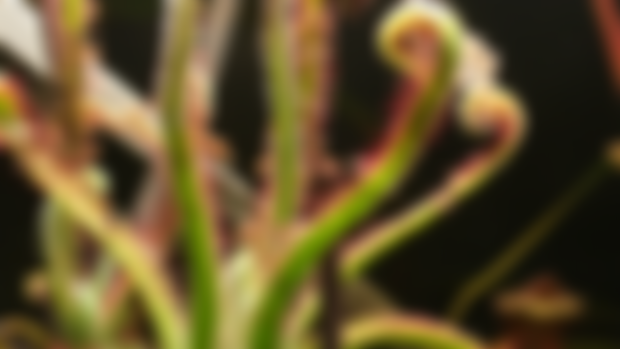 Drosera magnifica- first plant in cultivation to bloom! 