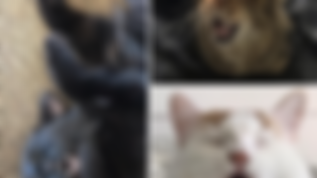 Test Your Meowledge to Win a Cat Shirt!