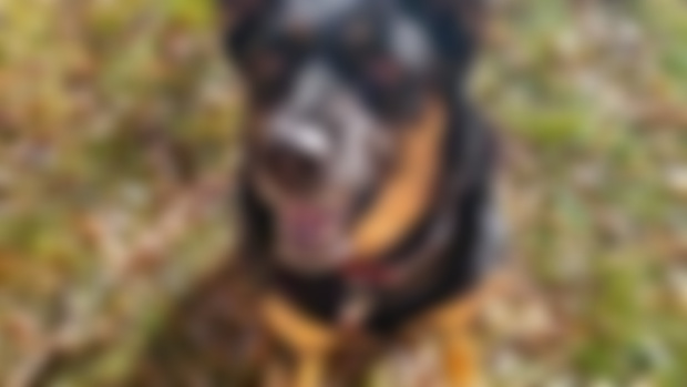 Discord Server Link! 