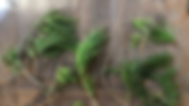 Foraging & Reforestation - My Life
