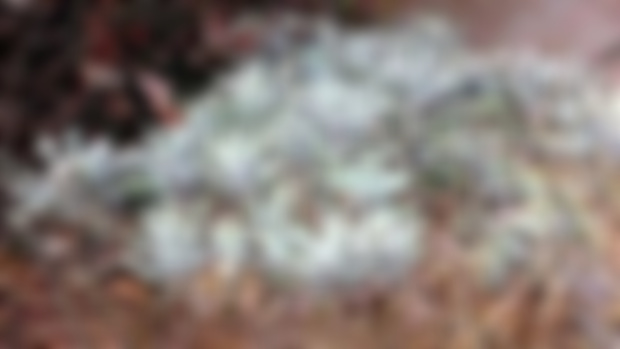 Salvia Apiana(White Sage)