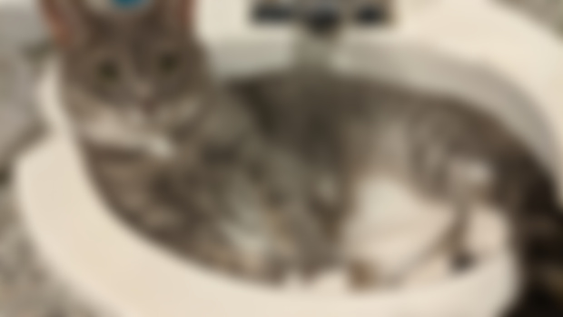 Silas Reminds You to Wash Your Hands!