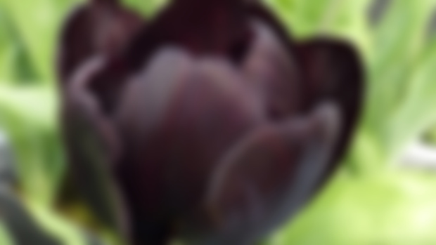 La Turquie et la tulipe