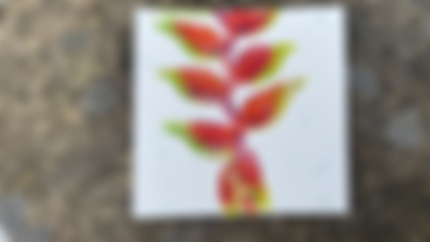 97/100 Heliconia