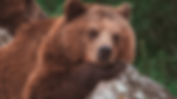More Wildlife Glamour Shots