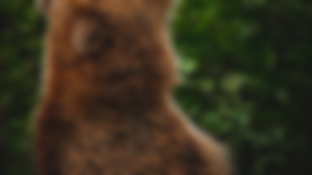 Sunning Bear