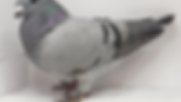 Pigeon Photoshoot Sneak Peak