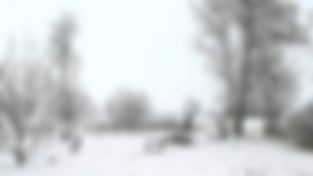 Winter wonderland 