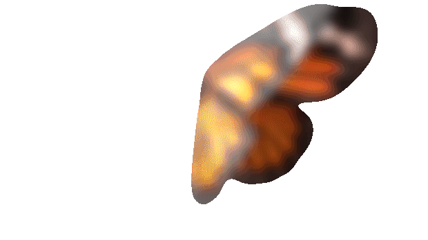 Butterfly Model - Created in my Video tutorial